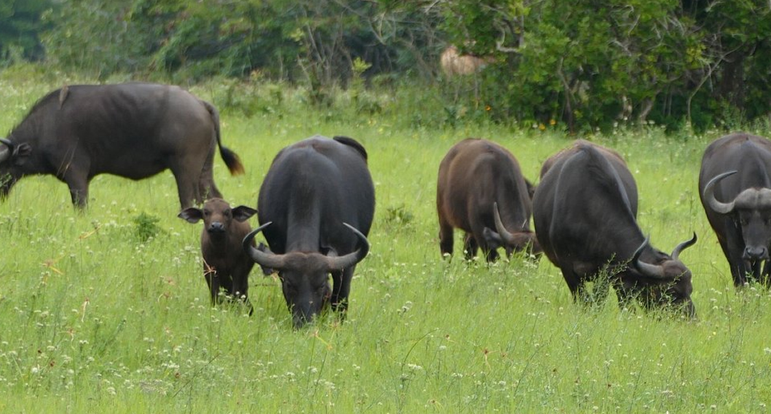 1 Day Shimba Hills Safari – Sheldrick Falls & Wildlife3